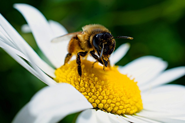 Les bienfaits du pollen sur notre santé