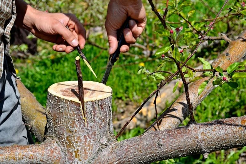 Greffage des arbres: L’art de redonner une nouvelle vie aux arbres