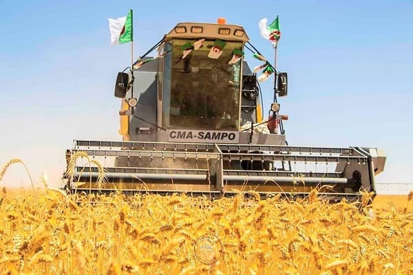 1 million de quintaux de blé attendue cette saison à Adrar