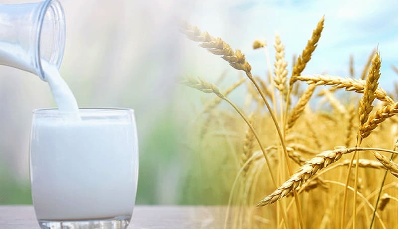 L’agroéconomiste Ali Daoudi: « Les filières céréales et lait doivent devenir prioritaires et stratégiques »