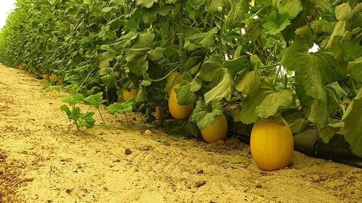 «L’orientation vers l’agriculture saharienne, un choix stratégique»
