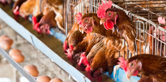 Hausse des prix de la viande blanche de poulet: L’absence des marchés spécialisés dans la commercialisation en serait-elle responsable ?