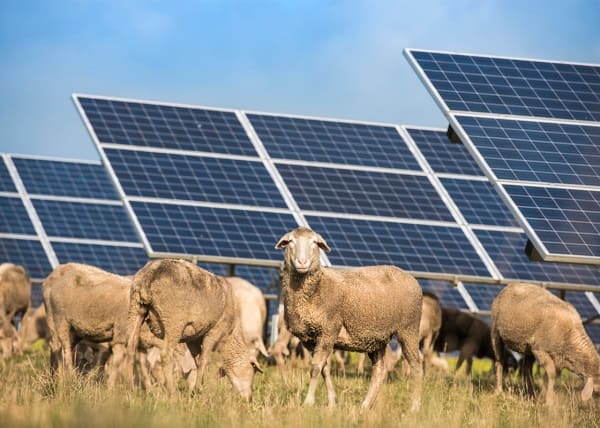 Combustible fossile et empreinte environnementale: Quand les grandes compagnies font obstacle au renouvelable