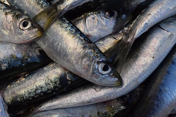 Pêche: En 2021, l’Algérie avait fait son « plein » de sardines