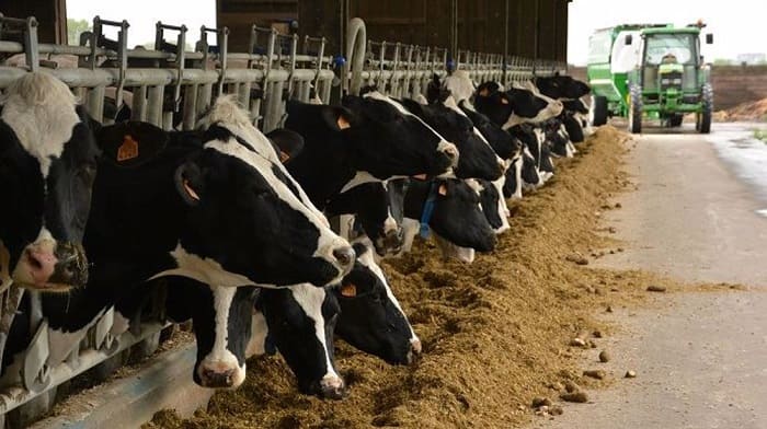 Agriculture: Réouverture du marché algérien aux bovins et génisses français