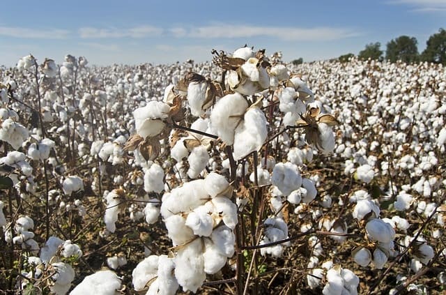 Le Mali redevient premier producteur de coton en Afrique
