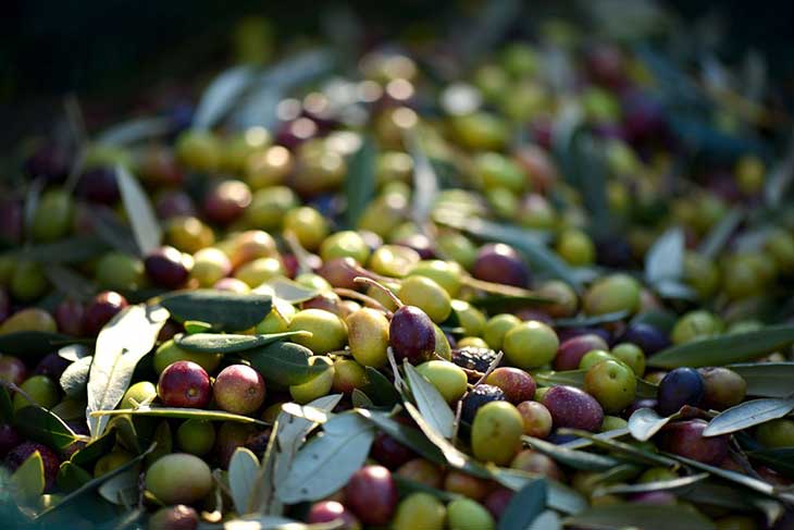 L’oléiculture à Bejaia: La production prévisionnelle en hausse