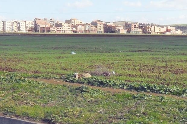 Alger: Déclassement de terres agricoles pour la réalisation de logements AADL