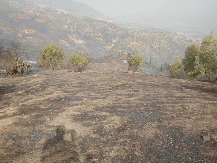 Béjaïa: Plus de 18 000 ha de couvert végétal détruits par les flammes