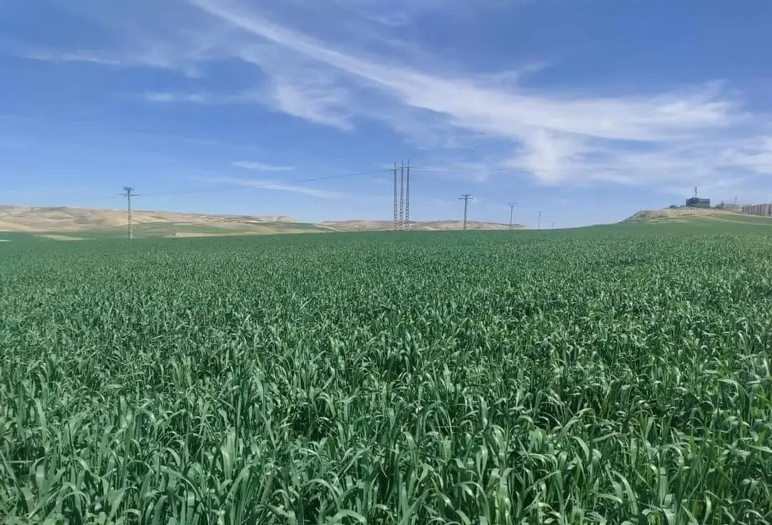 Réseau électrique national: Plus de la moitié des périmètres agricoles du pays raccordés