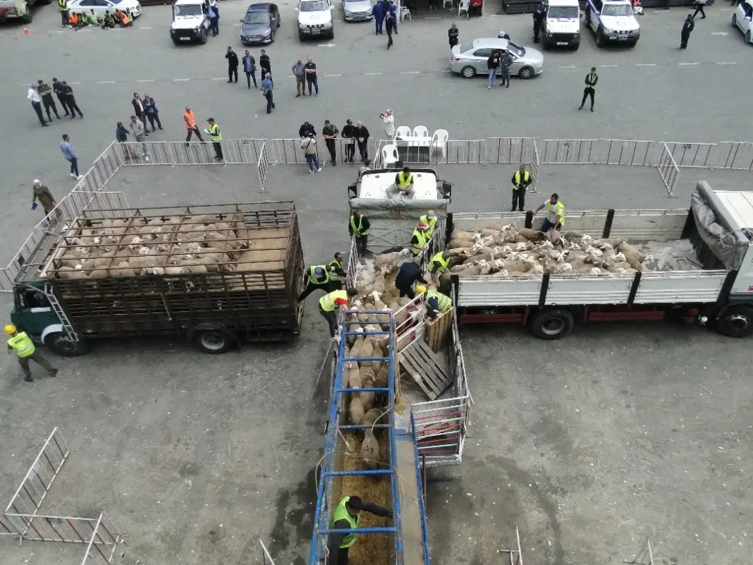 Vers l’importation d’un million de moutons