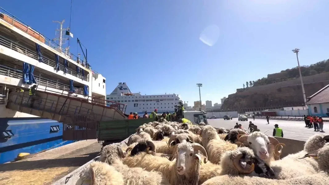 Importation de moutons: La barre du million de têtes atteinte
